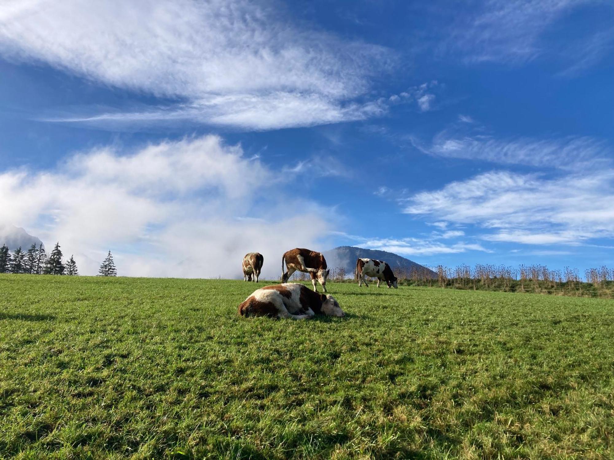 Weinbachbauer - Urlaub Am Bauernhof Farm stay *
